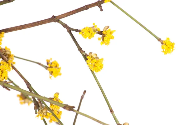 Spring branch with yellow flower — Stock Photo, Image