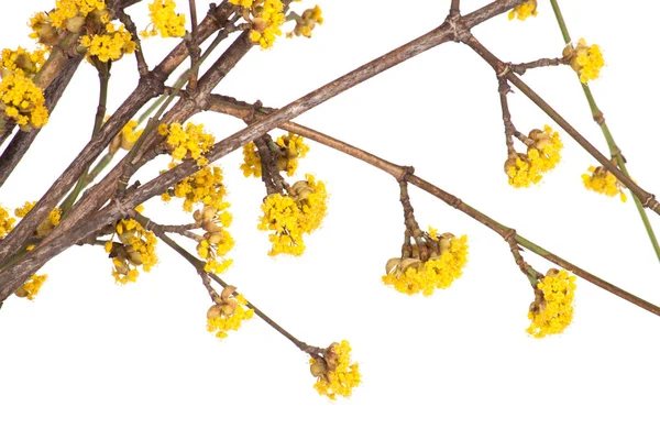 Spring branch with yellow flower — Stock Photo, Image
