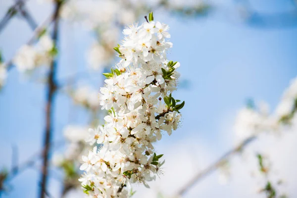 Jarní květy na větvi — Stock fotografie
