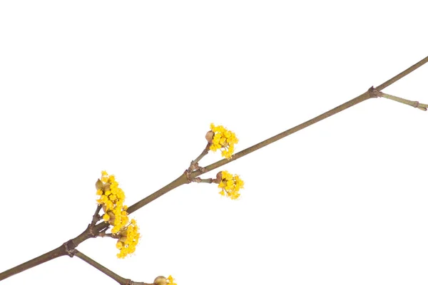 Ramo de primavera com flor amarela — Fotografia de Stock