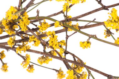 Sarı çiçekli Bahar Şube