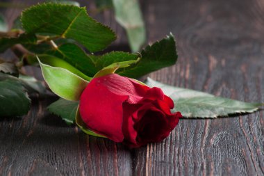 Taze çiçekler yakın çekim