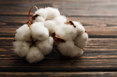Kuru çiçeği pamuk