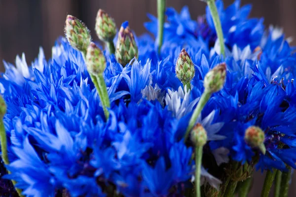 Blue flower close up — Stock Photo, Image