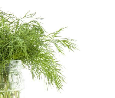 yakın çekim yeşil taze dereotu