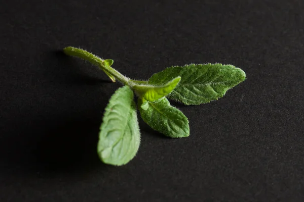 Menta verde fresca — Foto Stock