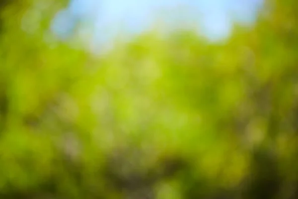 Grüner verschwommener Hintergrund — Stockfoto