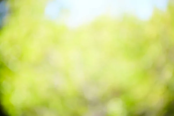 Grüner verschwommener Hintergrund — Stockfoto