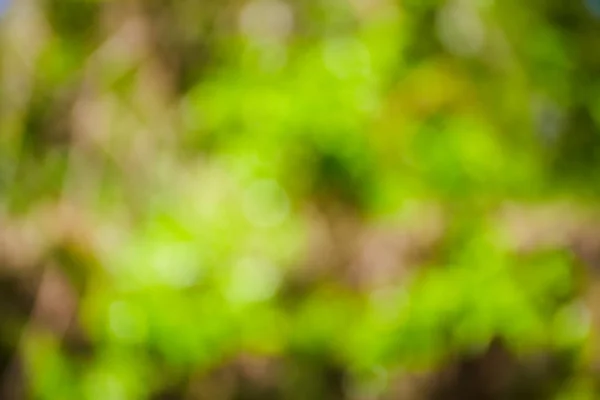 Grüner verschwommener Hintergrund — Stockfoto