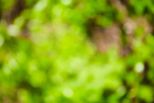 Sfondo sfocato verde — Foto Stock