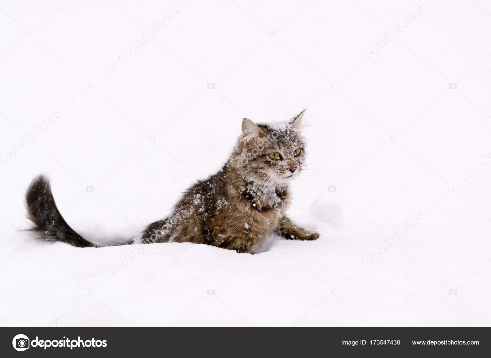 Gatto Nella Neve Foto Stock Jessaerons 173547438