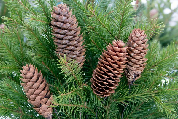 Christmas Tree Branches Cones Close — Stock Photo, Image