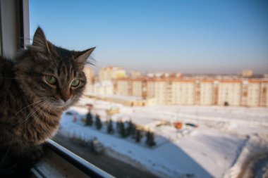 Balkonda omestic kedi 