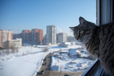 Balkonda omestic kedi 