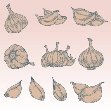 El çizimi sarımsak seti