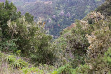 İspanya 'daki manzara vadisi. Doğa manzarası. Tenerife 'de Kaktüs, bitki örtüsü ve günbatımı manzarası