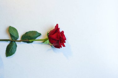 kırmızı gül beyaz arkaplanda izole.