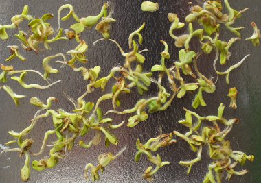 Beyaz arka planda parlak arkaplan üzerinde mikroyeşil. Sağlıklı yiyecekler