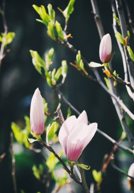Çiçekler ve cılız Manolya tomurcukları