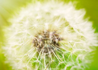 Karahindiba fotoğrafını ekrana kapatın
