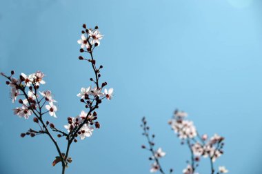 Mavi bir arka plan ağaç çiçek dalları