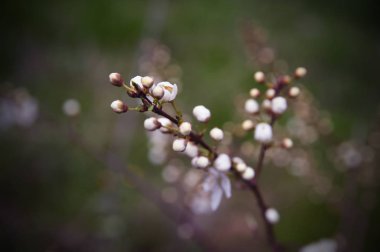 Fotoğraf dalı tomurcukları yakın çekim ile tonda