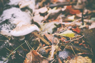 Sonbahar kompozisyon - beyaz mantar ve sararmış yapraklar