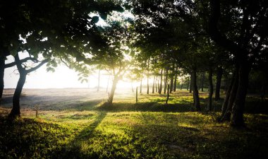 Ormanın kenarında gündoğumu