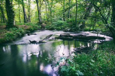Vahşi ormanda Creek