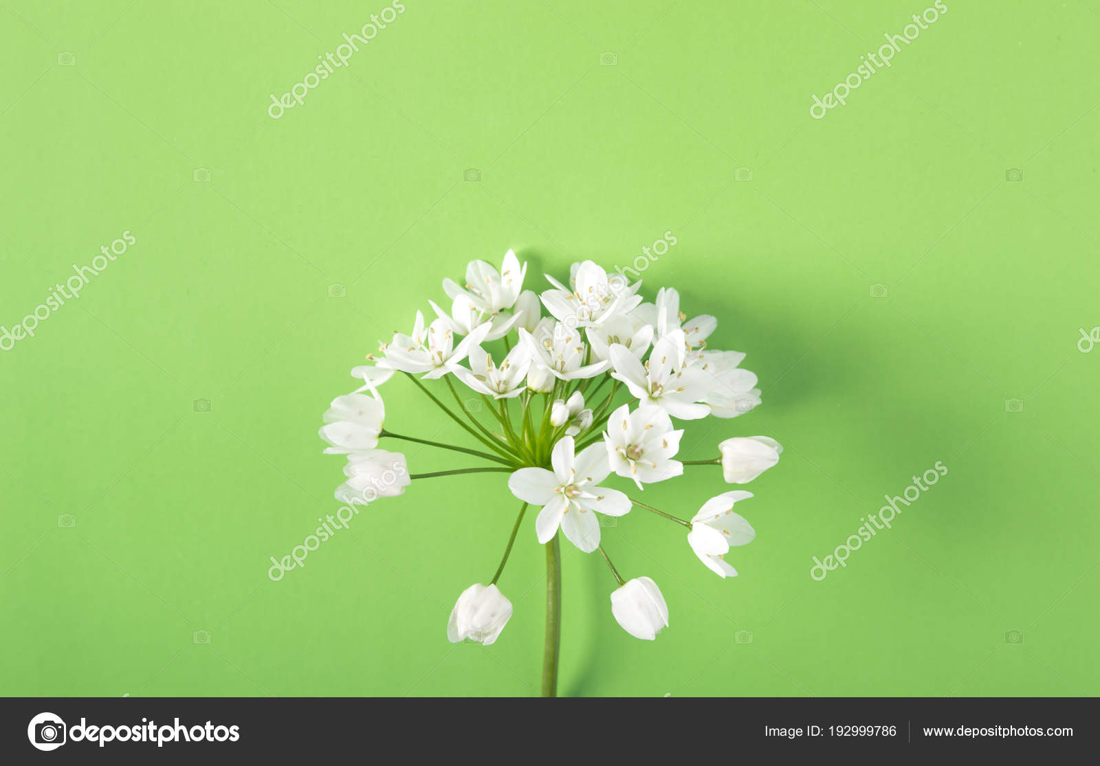 パステル カラーの背景色で小さな白い花 ストック写真 C Vladimirbaz パステル カラーの背景色で小さな白い花 ストック写真 C Vladimirbaz
