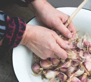 Ekimden önce temizlik sarimsak el ile işlemek