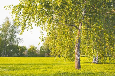 Huş ağacı Şehir Parkı içinde