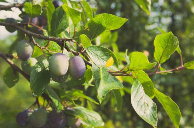 Erik ağacı taze ve organik olgunlaşmamış Erik dalları üzerinde
