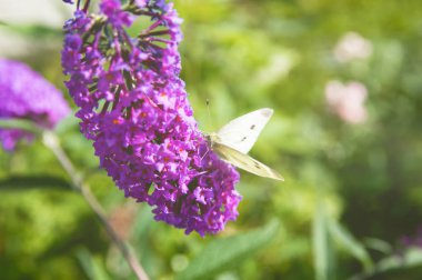 Pieris brassicae, lahana kelebek mor çiçek kapatmak yukarıya fotoğraf