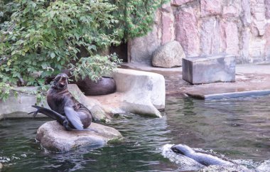 Kuzey kürk mühür Hayvanat Bahçesi