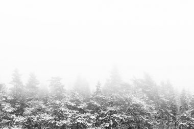 Sisin içinde kış orman sahne fotoğraf. Tonda fotoğraf