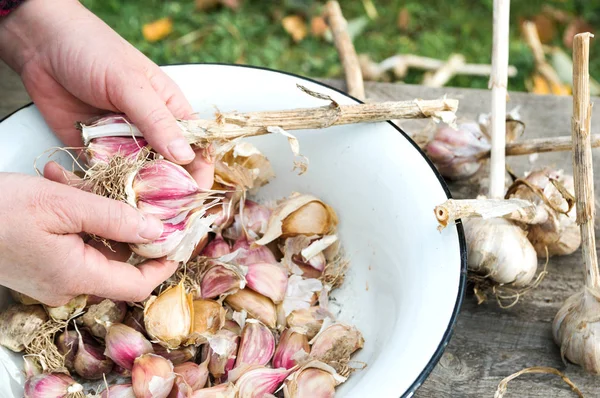Ekimden önce temizlik sarimsak el ile işlemek