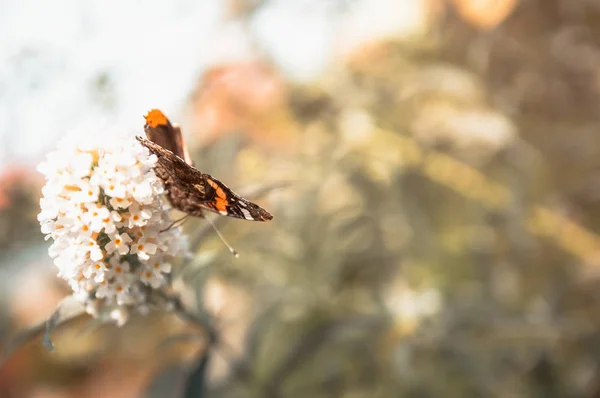 Vanessa atalanta, papillon amiral rouge sur fleur gros plan photo — Photo