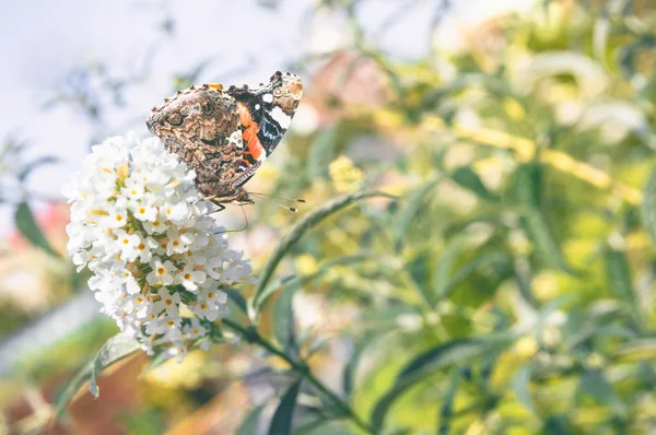 Vanessa atalanta, kırmızı Amiral kelebek çiçek kapatmak yukarıya fotoğraf