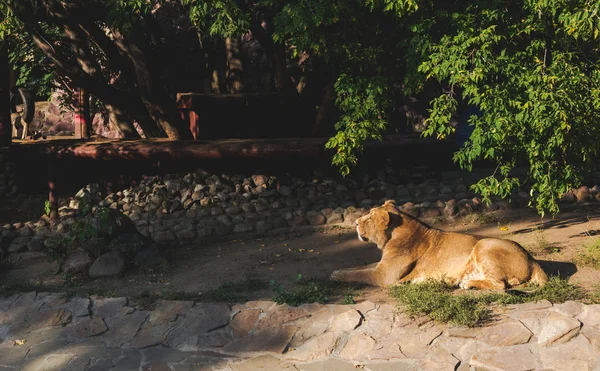 Lionne allongée dans le zoo — Photo