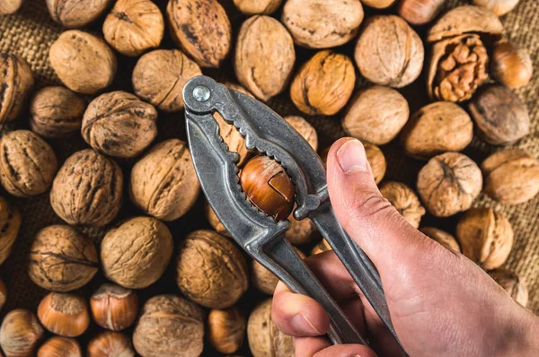 Растрескивание лесного ореха с помощью орехового крекера в руке человека — стоковое фото
