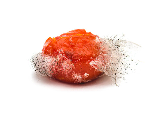 Rotten tomato with colonies of mold fungi isolated on white background
