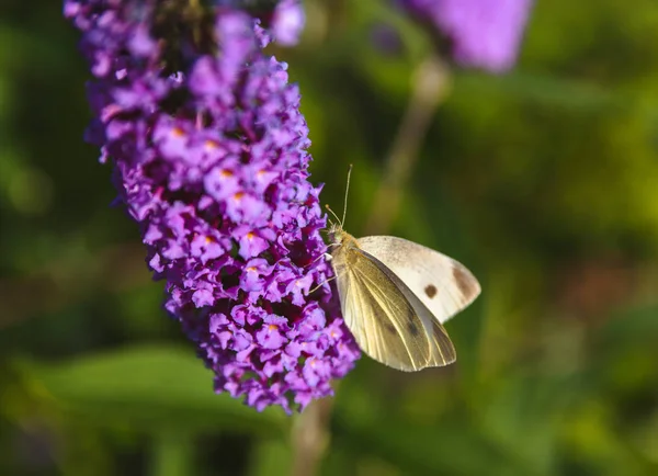 オオモンシロチョウ、キャベツ蝶紫の花のクローズ アップ写真 ロイヤリティフリーのストック写真