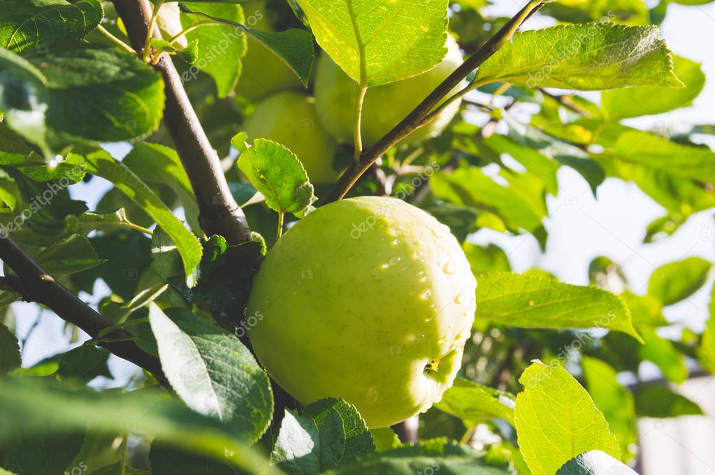 Fresh mature apple on a tree