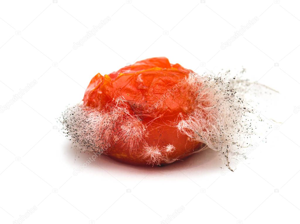 Rotten tomato with colonies of mold fungi isolated on white background