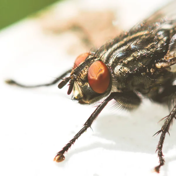 Eti fly - iyi böcek closeup makro fotoğraf