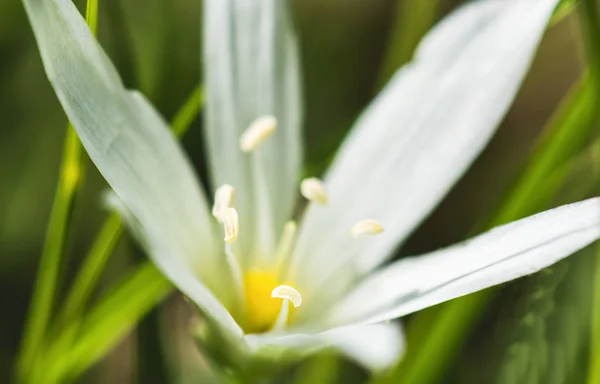 Belle fleur sauvage blanche gros plan photo — Photo