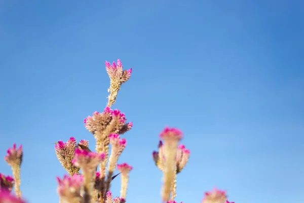 美丽的粉红色花背景柔软的背景 — 图库照片