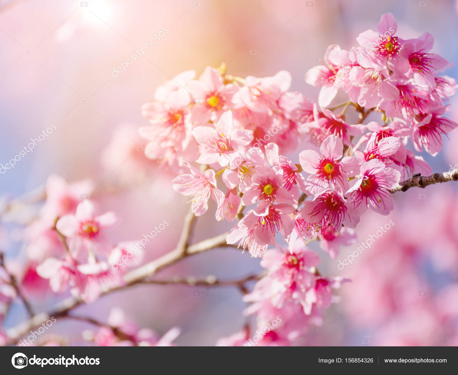 Close Cherry Blossom Blue Sky Background Thai Sakura Blooming Winter Stock Photo Image By C Golfnmd 50 Close Cherry Blossom Blue Sky Background Thai Sakura Blooming Winter Stock Photo Image By C Golfnmd 50