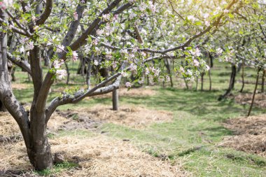 Apple çiçek çiçek yeşil yaprakları doğa ba ile bahar zamanında